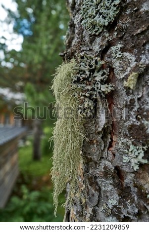 Lichens and moss grow on the bark of an old tree.