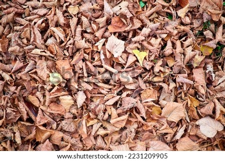 Background from autumn foliage. Light and shadow on fallen leaves.