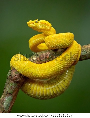 Bothriechis schlegelii, known commonly as the eyelash viper, is a species of venomous pit viper in the family Viperidae. The species is native to Central and South America. Royalty-Free Stock Photo #2231215657