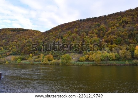 autumn colored Mosel valley near Winningen in November