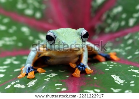 Javan tree frog closeup on green leaves, Flying frog sitting on green leaves, beautiful tree frog on green leaves, Male Rhacophorus reinwardtii, Indonesian tree frog