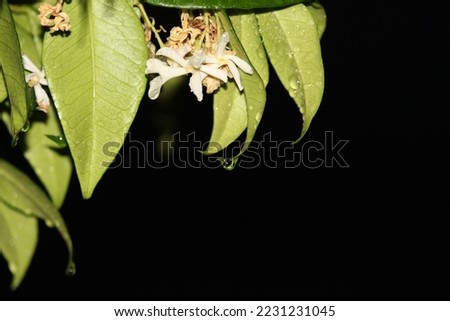 several photos with a black background, the subject is a jasmine plant with water drops accumulated after a rainy day. 
Photos taken very close with flash to have a contrast effect with the background