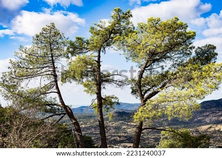 Three pines at Muñana Cliff and the Fig Hills on the bacground. Cadalso de los Vidrios. Madrid. Spain.