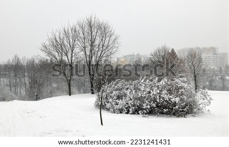 Snow is falling in snow-covered Mitino Landscape Park. Moscow, Russia