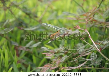 Scarlet Skimmer Dragonfly on a stem