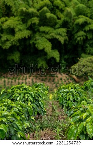 Bamboo forest and coffee plants field in Manizales , Caldas, Antioquia , Colombia - stock photo
