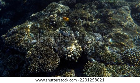 A picture of the coral reef in red sea, Egypt
