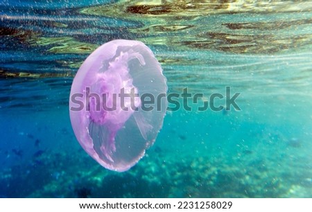 Picture of Aurelia aurita jellyfish in Egypt