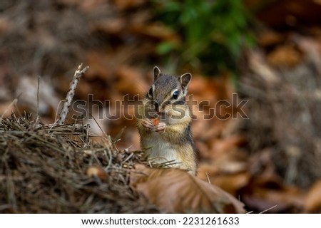 Chipmunk squirrel in the park
