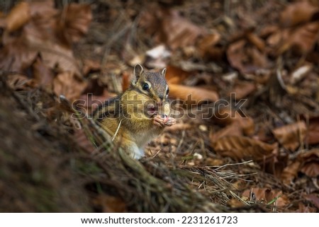 squirrel chipmunk surprised eating in the forest
