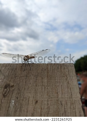 dragonfly portrait on the wooden background