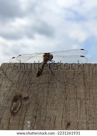dragonfly portrait on the wooden background