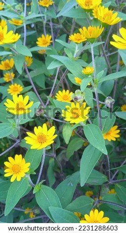 beautiful yellow flowers and unique leaves in a garden
