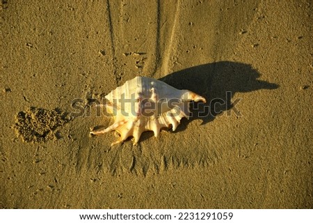 Sea shell on malaysian beach