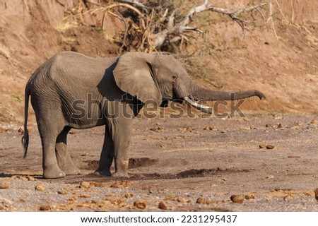 Elephant searching for water in a dry riverbed in a Game Reserve in the Tuli Block in Botswana