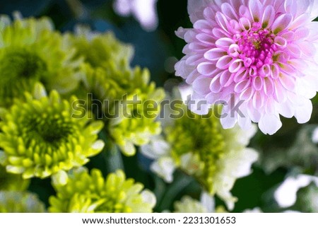 Daisy Bouquet on white background