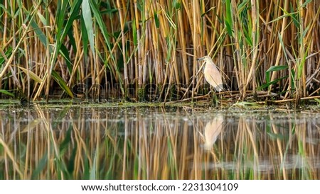 A pond heron in the swamps of the Danube Delta in Romania
