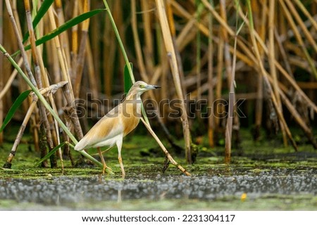 A pond heron in the swamps of the Danube Delta in Romania