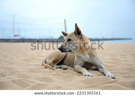 A slender stray dog ​​with short, light brown hair lying on the sand near the sea. Native dogs with scars on their faces lie with their backs to the sea and look to the left.