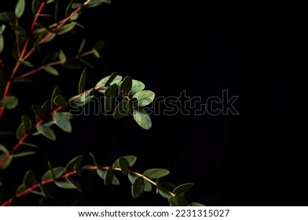 Branch of eucalyptus parvifolia on a black background. Low key photo and copy space