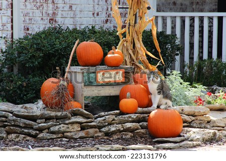 Pumpkins and a cat on decorative rocks