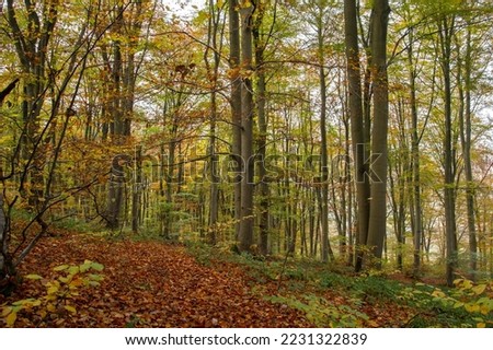 Beech trees (Fagus sylvatica) autumnal forest Royalty-Free Stock Photo #2231322839