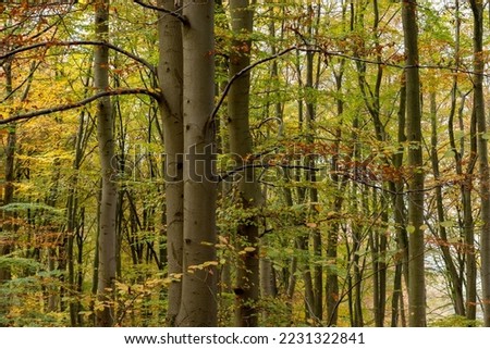 Beech trees (Fagus sylvatica) autumnal forest  Royalty-Free Stock Photo #2231322841