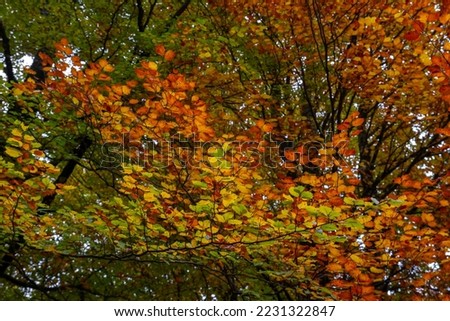 Beech trees (Fagus sylvatica) autumnal foliage  Royalty-Free Stock Photo #2231322847