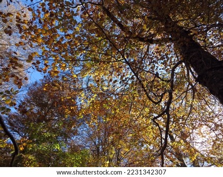 Autumn in the beech forest of the Pollino National Park.

