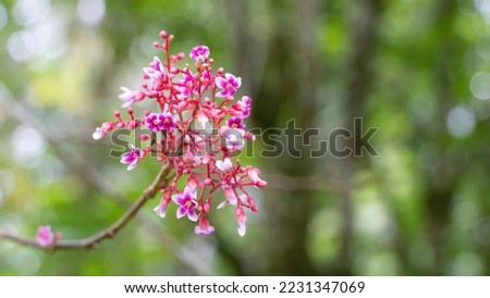 
Pink carambola flower or star fruit