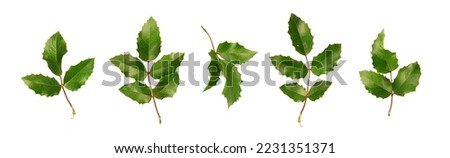 Collection of holly leaves. Christmas plants isolated on white background.