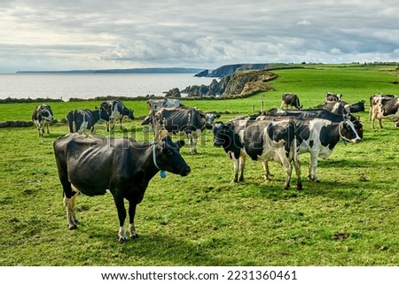 cattle herd on the green cliffs of southern Ireland near Annestown Royalty-Free Stock Photo #2231360461