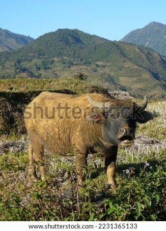 Buffalo helps in Vietnam to work on rice fields. Picture taken while visiting Sapa, Vietnam. Thanks to my business trip in South East Asia.