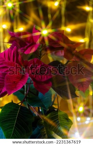 Poinseti is a Christmas flower. A Christmas star against the backdrop of the stars of the garland. A symbol of Christmas. Low key, selective focus, blurry picture for mysterious atmosphere.