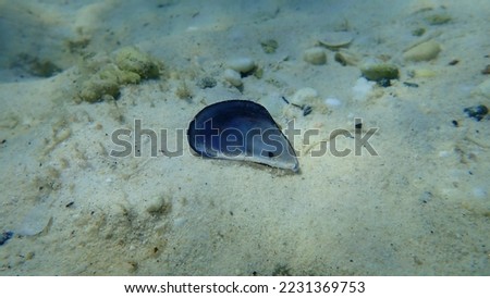 Seashell of bivalve mollusc common mussel or blue mussel (Mytilus edulis) undersea, Aegean Sea, Greece, Thasos island Royalty-Free Stock Photo #2231369753