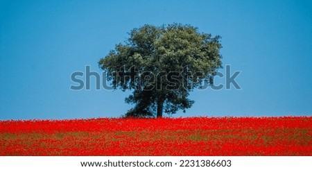 Holm oak in a poppy field. Andalucía, Spain, Europe