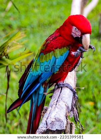 
A scarlet macaw, with blurred background