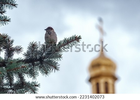 A sparrow on a spruce branch against the background of an Orthodox church. A bird on a tree branch in front of an Orthodox church with a gold dome and cross in the background. Palm Sunday.  Royalty-Free Stock Photo #2231402073