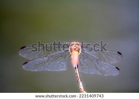 Reddish colored dragonfly perched on a branch