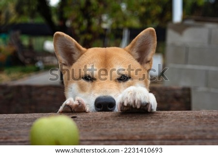 shiba inu breed dog puppy looking at a green walnut above a table smiling with a happy face pet photography