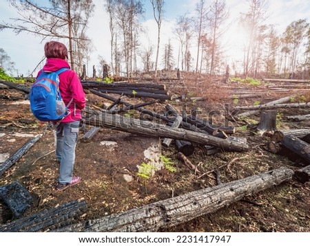Woman discover big burnt trees on the fire atHrensko, Czech Switzerland. Aftermath of a forest fire. burnt tree trunks in the forest Royalty-Free Stock Photo #2231417947