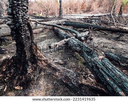 Big natural tragedy. Burnt forest in the first zone of the national park Bohemia Switzerland, Czechia. Royalty-Free Stock Photo #2231419635