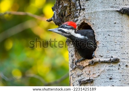 Female Pileated Woodpecker (Dryocopus pileatus) bird nesting in a tree trunk Canadian wildlife background