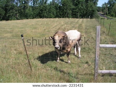 Mean bull behind a flimsy fence