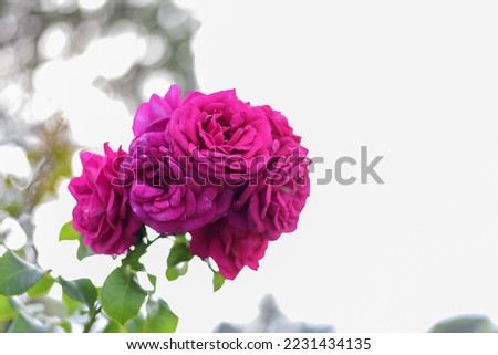 Large scarlet variegated roses against the blue sky in the park - rose garden, gardening, floristry, bokeh effect, selective focus, blurred background, blurred, bokeh