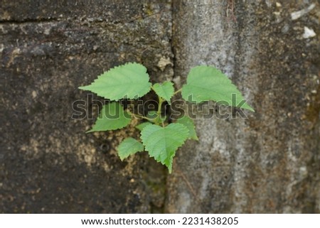 Small plant growing on concrete wall. Selective focus.