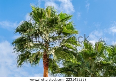 Palm tree against blue sky, natural tropical background