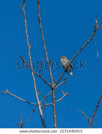 Yellow-rumped Warbler (Setophaga coronata) perches on tree branch at Lake Hollywood in Los Angeles, CA.