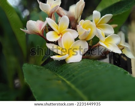 Kemboja or Plumeria rubra is a species of deciduous plants belonging to the genus Plumeria. Fresh watery flowers in the morning