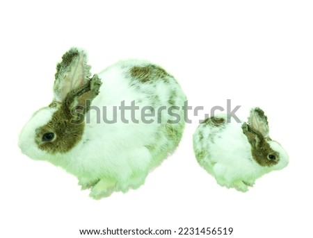 Two white and green rabbits (big and small) are cute and fluffy in a resting position. white background and clipping path
